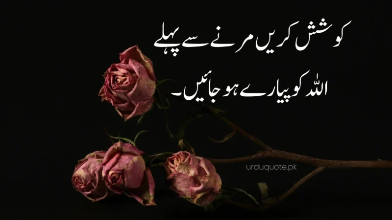 Allah Quotes in urdu